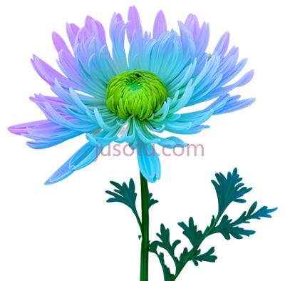 野菊花, PNG