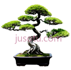 弯曲盆景PNG