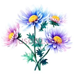 菊花, PNG