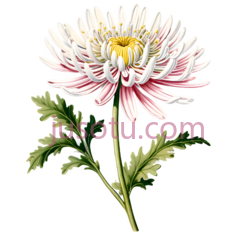 菊花,插画,白色,粉色PNG