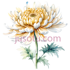 菊花,盛开PNG
