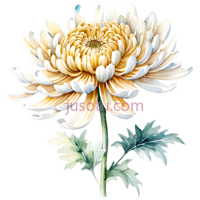菊花,盛开, PNG