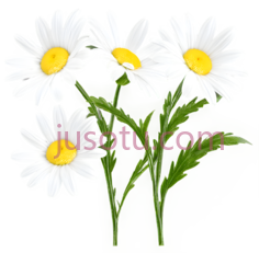 雏菊,插画,白色,黄色PNG