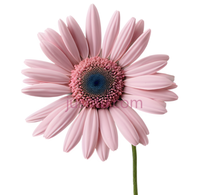 粉色,雏菊, PNG