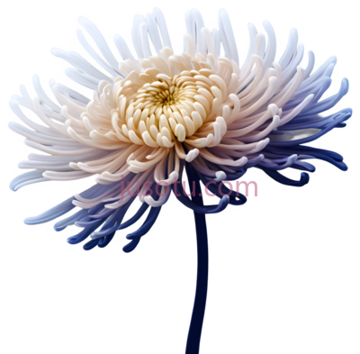 秋菊, PNG