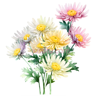 野菊花, PNG