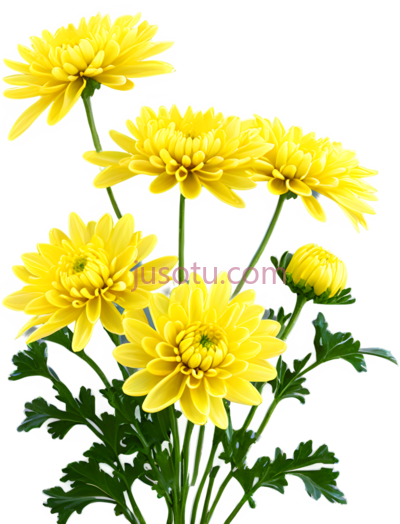 菊花,自然,黄色, PNG