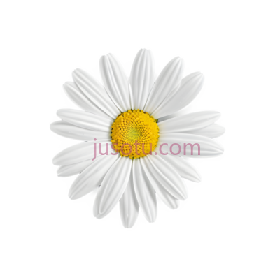 雏菊, PNG