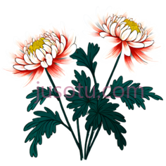 菊花,插画,白色,红色,黄色PNG