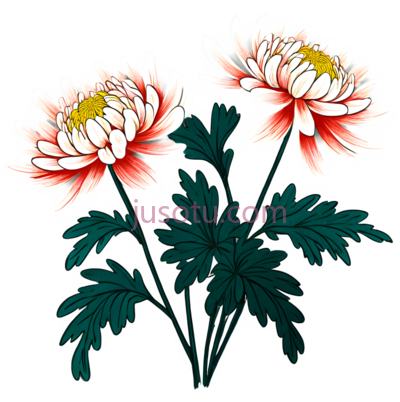 菊花,插画,白色,红色,黄色, PNG