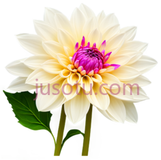 郁金香,花朵PNG