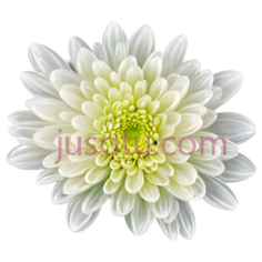 菊花,水面, PNG
