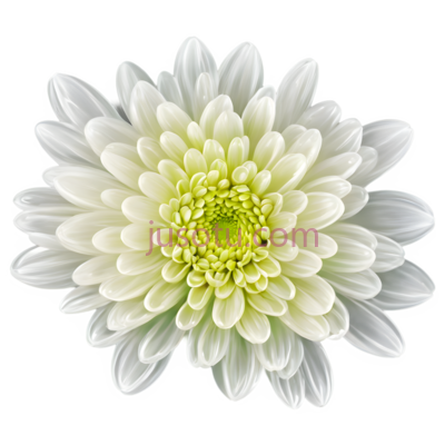 菊花,水面, PNG