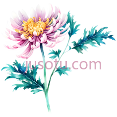 野菊花,花瓣PNG