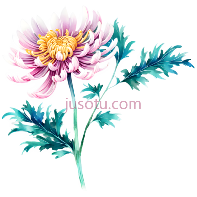 野菊花,花瓣, PNG