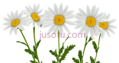 可爱,雏菊, PNG