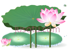 荷花,池塘,绿意,粉色PNG