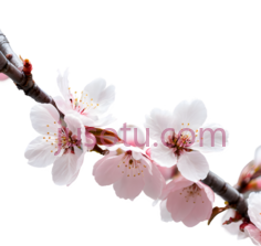 樱花, PNG