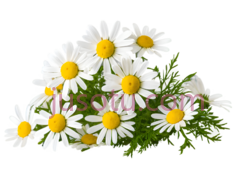 菊花,自然,白色,黄色PNG