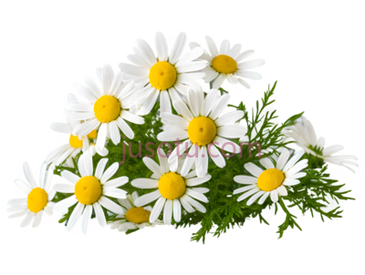 菊花,自然,白色,黄色, PNG