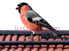 红腹灰雀PNG