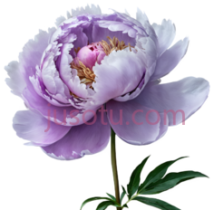 紫色牡丹花PNG