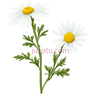 菊花,插画,白色,黄色, PNG