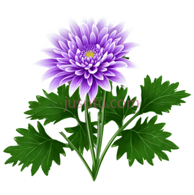 菊花,插画,紫色, PNG