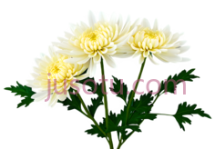 菊花PNG