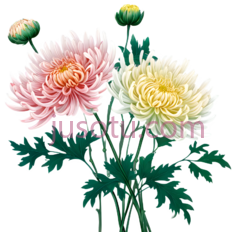 菊花,丝绸PNG
