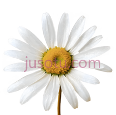 春花,花瓣,金色, PNG
