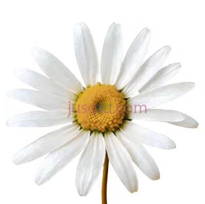 春花,花瓣,金色, PNG