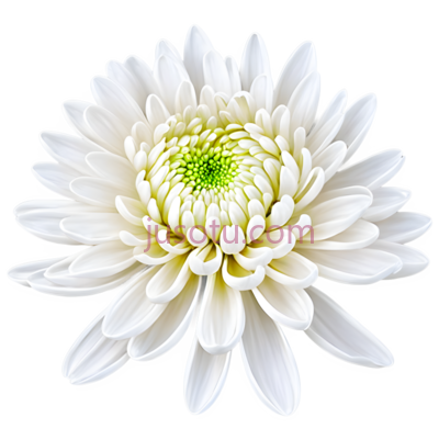 牡丹, PNG