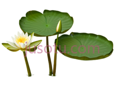 荷花, PNG