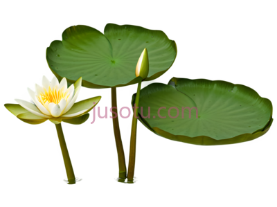 荷花, PNG