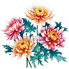 菊花,插画,粉色,黄色PNG