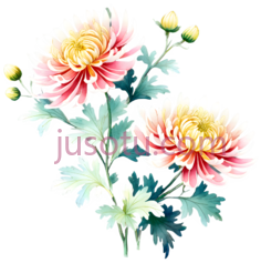菊花,插画,黄色,粉色,绿色PNG