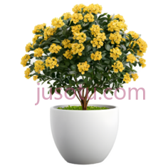 盆栽,现代,白色花盆,黄色花朵PNG