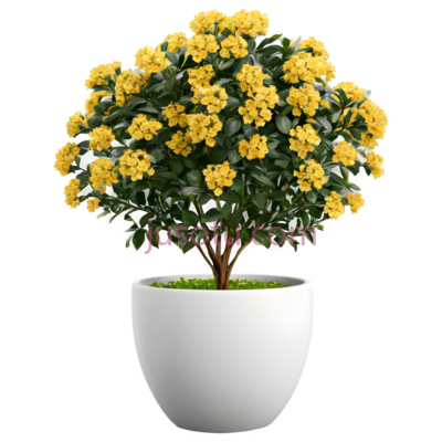 盆栽,现代,白色花盆,黄色花朵, PNG