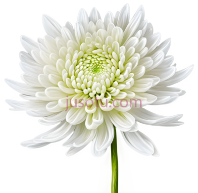 白菊花, PNG