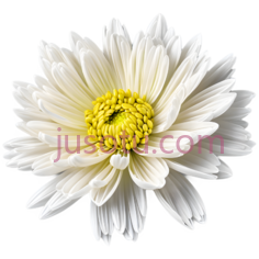 野菊花,花瓣PNG