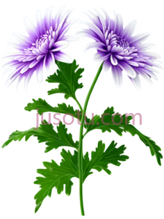 菊花,插画,紫色PNG