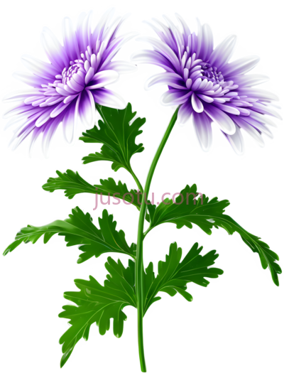 菊花,插画,紫色, PNG
