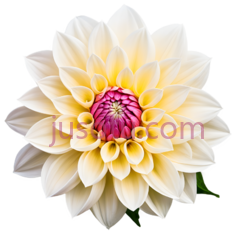 花,摄影,黄色,紫色PNG