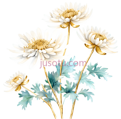 菊花,金箔, PNG