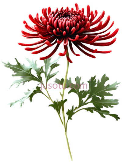 大菊花,红, PNG
