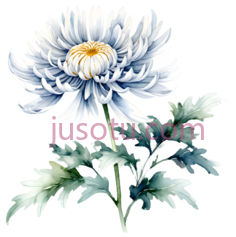 菊花,花卉PNG