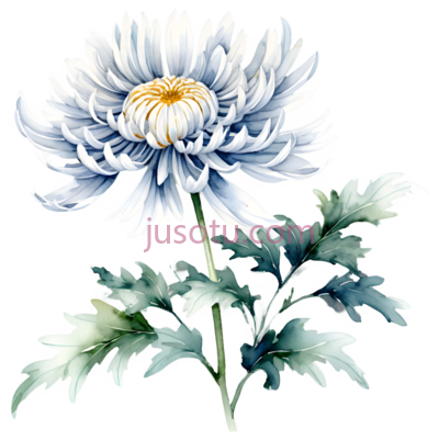 菊花,花卉, PNG