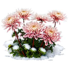 菊花,插画,粉色PNG