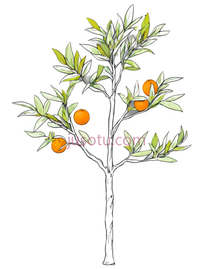 橘子树,插画,白色,绿色,橙色, PNG